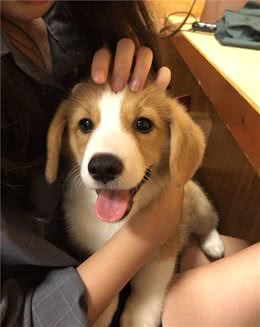 狗狗喜欢＂被摸狗头＂，那在它们眼里，这意味着什么？