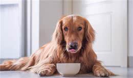 原来狗狗普遍活不过15岁，背后真相有这些