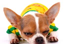 狗狗五种睡姿的含义