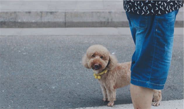贵宾犬养得好不好，看这五个部位，就能一目了然！