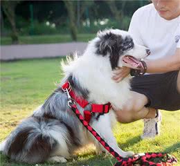 训犬总是失败？记住这“8个要点”是关键