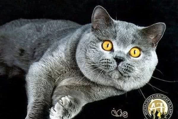 CFA品种猫介绍大全