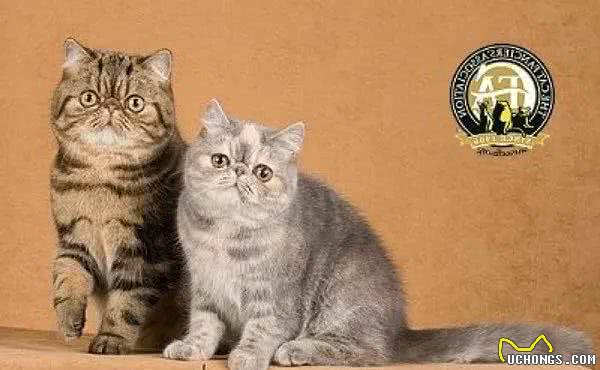 CFA品种猫介绍大全