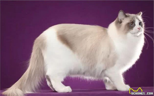 CFA品种猫介绍大全
