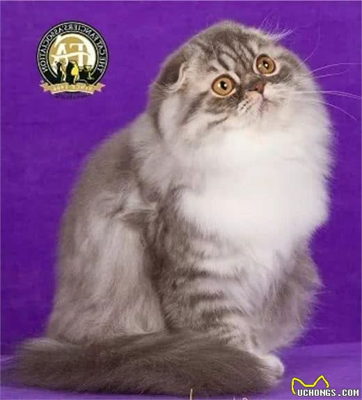 CFA品种猫介绍大全