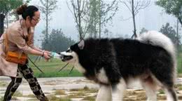 阿拉斯加犬不是人人都能养的，这7种人，请放弃