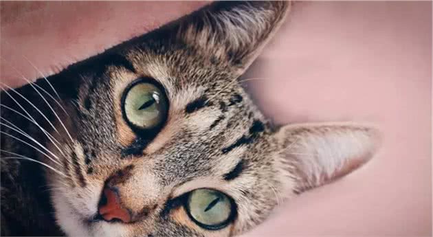 为什么在国外被追捧的中国狸花猫，在中国却很少有人喜欢？