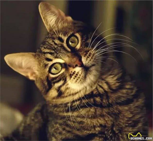 为什么在国外被追捧的中国狸花猫，在中国却很少有人喜欢？