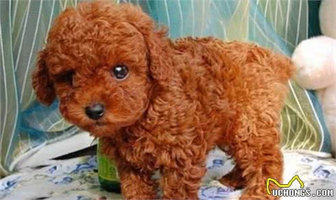 泰迪犬“最脏”的6个部位，你都有洗干净吗？