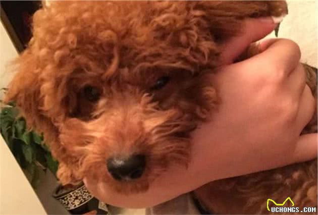 泰迪犬“最脏”的6个部位，你都有洗干净吗？