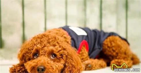 贵宾犬为什么会出现“肾衰竭”？以下6个病因，宠主要避免
