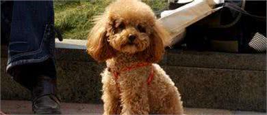 贵宾犬为什么会出现“肾衰竭”？以下6个病因，宠主要避免