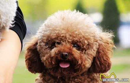 贵宾犬为什么会出现“肾衰竭”？以下6个病因，宠主要避免