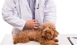 贵宾犬为什么会出现“肾衰竭”？以下6个病因，宠主要避免