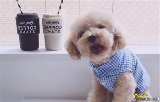 泰迪犬很怕这9件事，你家的狗占几个呢？
