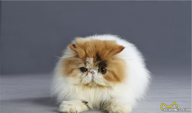 分享，长毛猫的麻烦程度跟它们毛发的长度成正比？