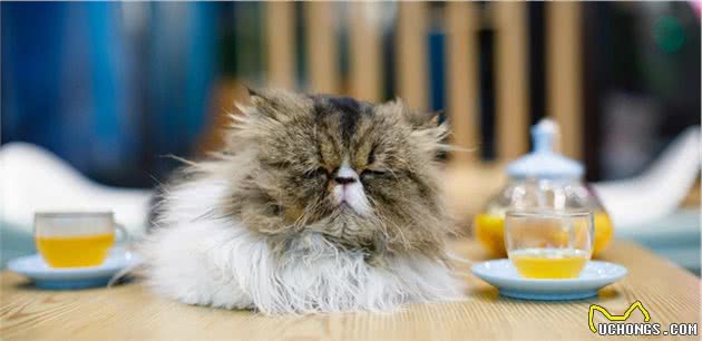 分享，长毛猫的麻烦程度跟它们毛发的长度成正比？