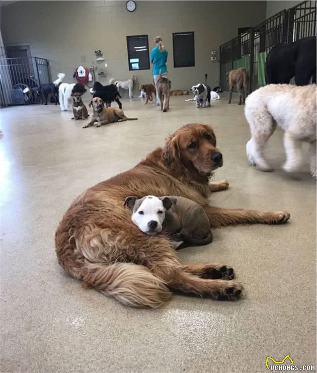 比特犬小狗睡遍幼儿园所有狗狗，主人：多亏大狗让着它