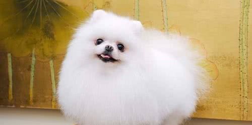 狗狗口臭怎么办该怎样消除
