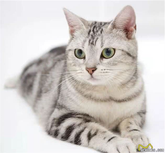 家猫的寿命一般是多久？