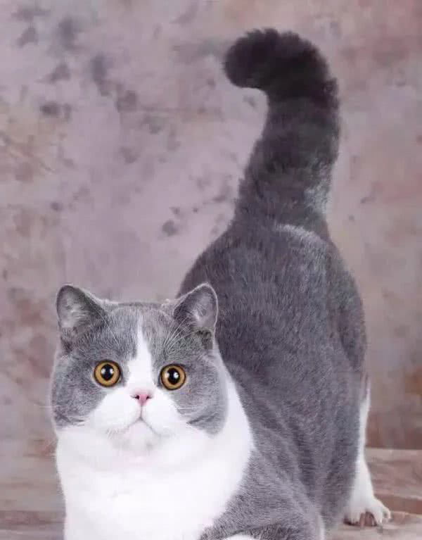 英国短毛猫系列