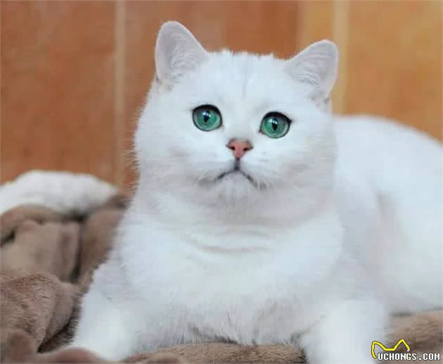 英国短毛猫系列