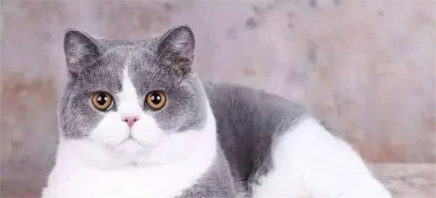 英国短毛猫系列