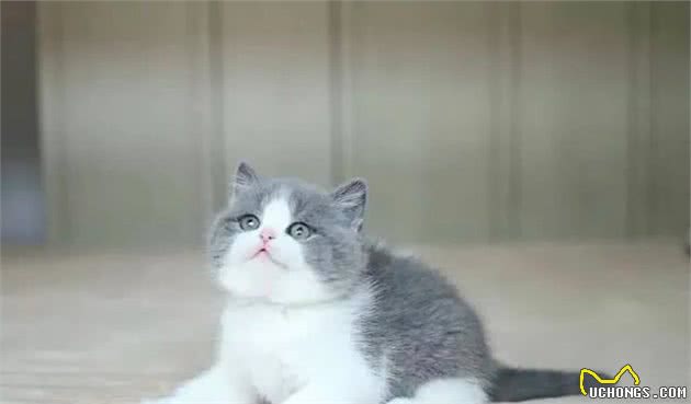 英国短毛猫系列