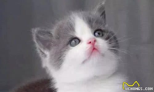 英国短毛猫系列