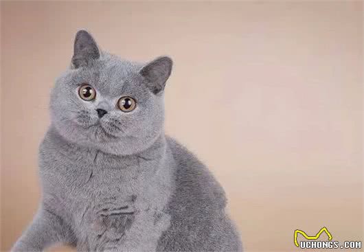 英国短毛猫系列