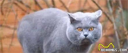 英国短毛猫系列