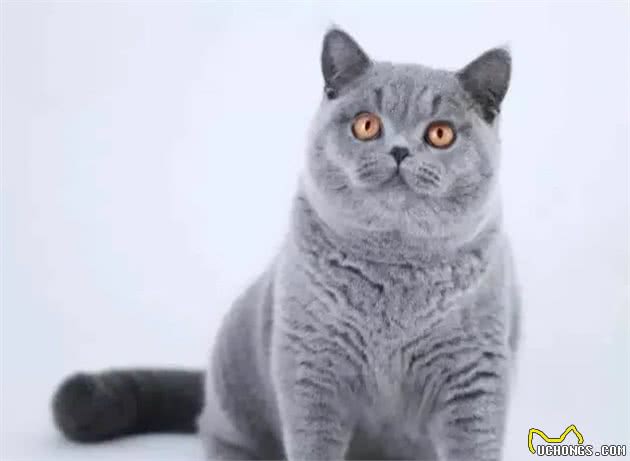 英国短毛猫系列