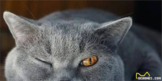 英国短毛猫系列