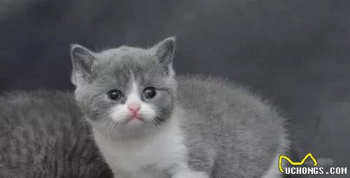 英国短毛猫系列