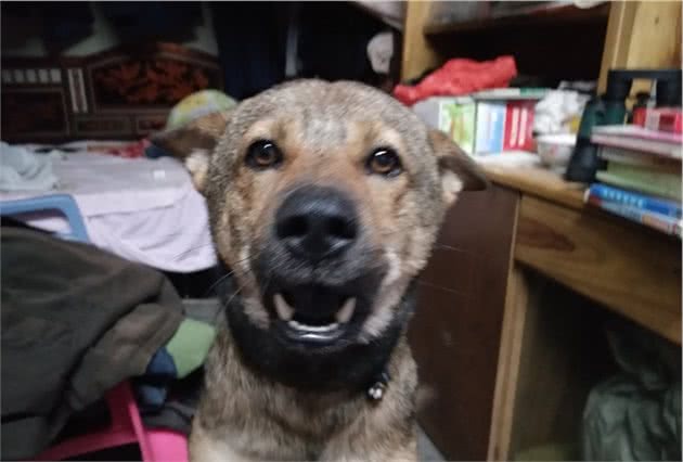 狗狗性格真的温顺吗？这几种情况，是它在对宠主表达恨意