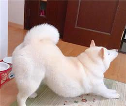 狗狗“翘屁股”，是想告诉你这些事情