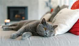 猫咪品种篇：英国短毛猫