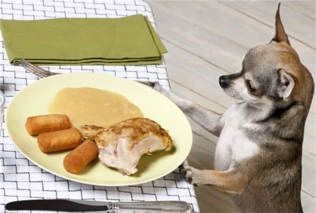 狗狗总是“讨食”怎么办？试试这些办法，轻松解决没烦恼