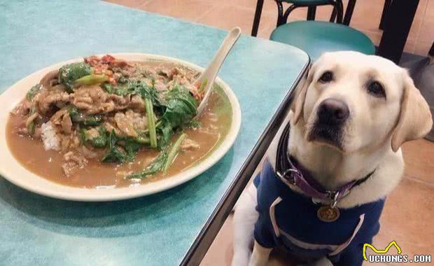 狗狗总是“讨食”怎么办？试试这些办法，轻松解决没烦恼