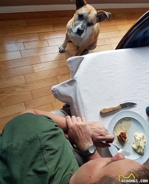 狗狗总是“讨食”怎么办？试试这些办法，轻松解决没烦恼
