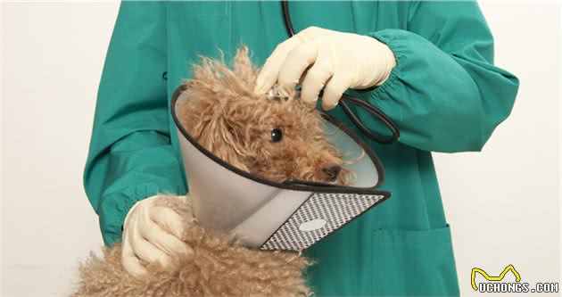 不想贵宾犬瘫痪的话，这5件事少做