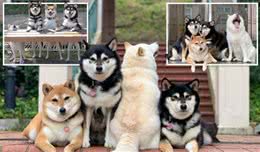 香港四只狗狗拍合影，小柴犬总是搞怪很可爱，登上英国报纸