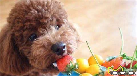 饲养泰迪犬，这5件事还是别对它做，以免伤害它