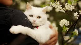 猫咪不擅表达，但有这7个行为，是在偷偷爱着你