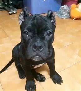 狗狗到了特殊时期，主人突发奇想自制卫生用品，汪：我不要面子？