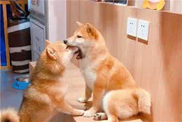 柴犬有哪些购买渠道？挑选柴犬有哪些风险？
