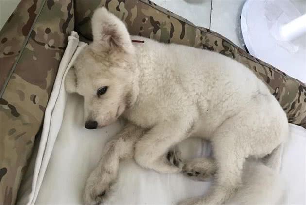 这7个行为，对狗狗“伤害”很大，你可能还在犯
