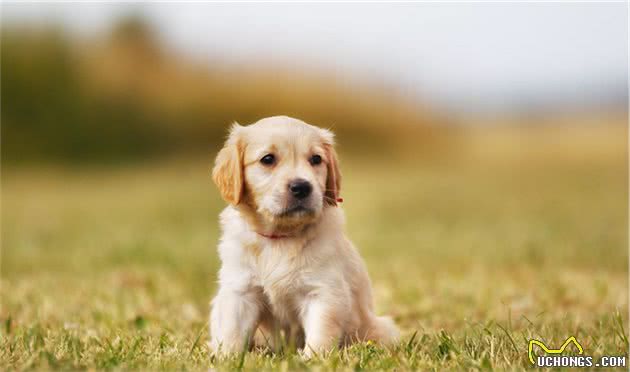 带回一只幼犬，如何让它迅速熟悉你的家和这个新环境