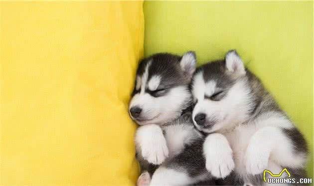 带回一只幼犬，如何让它迅速熟悉你的家和这个新环境
