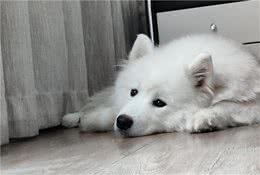 带回一只幼犬，如何让它迅速熟悉你的家和这个新环境